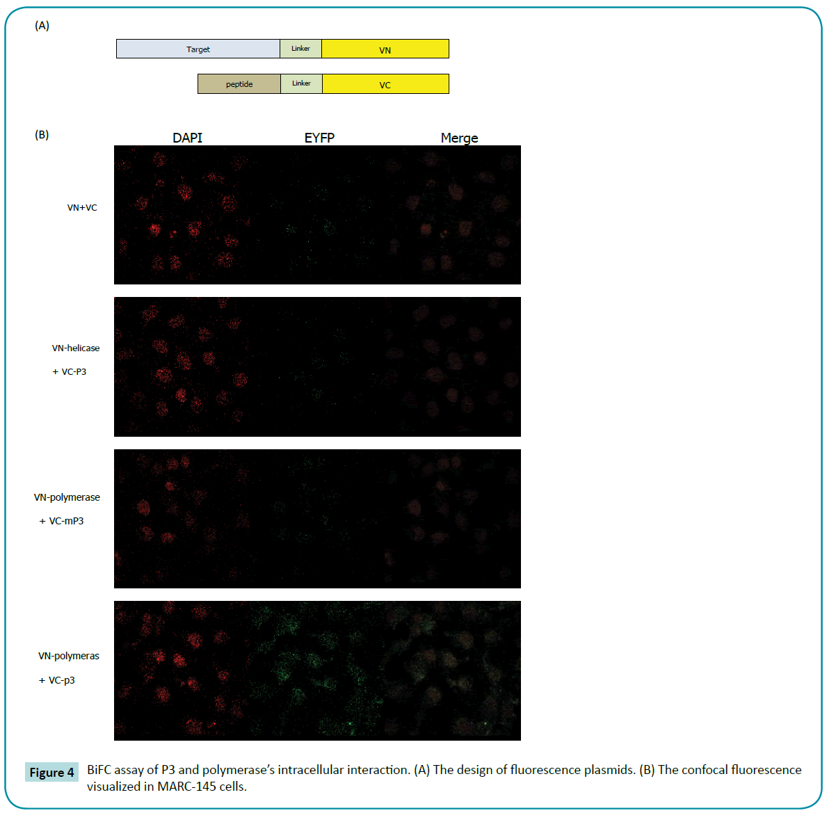 biomedical-sciences-intracellular-interaction