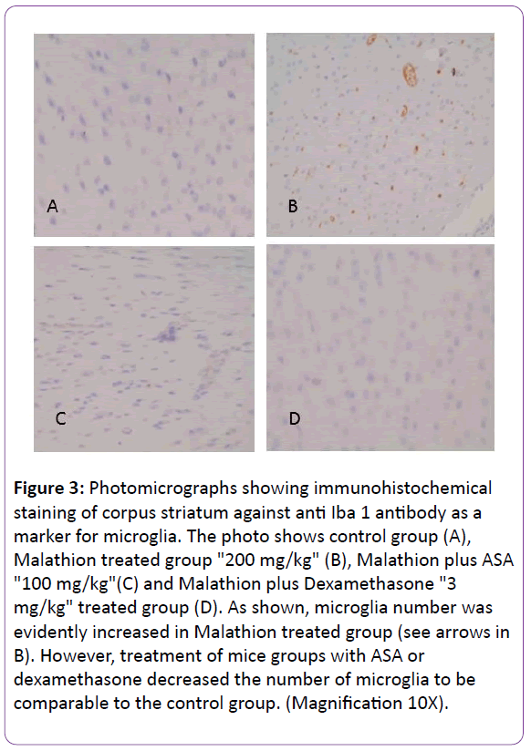 biomedical-sciences-microglia-number