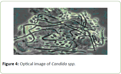 biomedical-sciences-optical