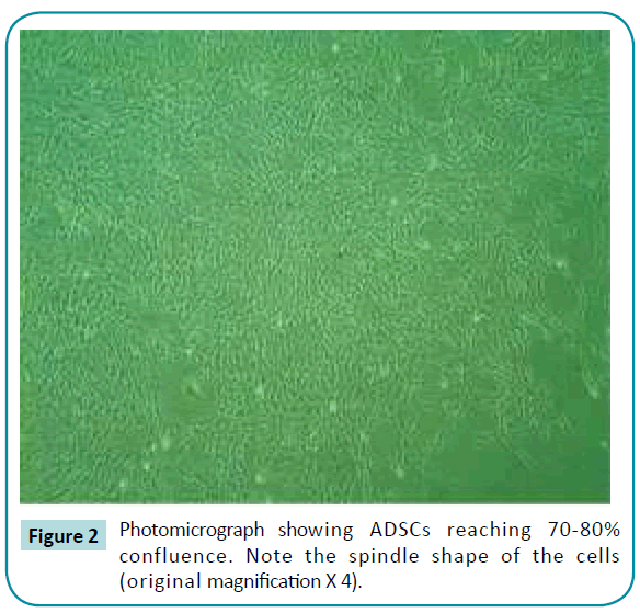 biomedical-sciences-original-magnification