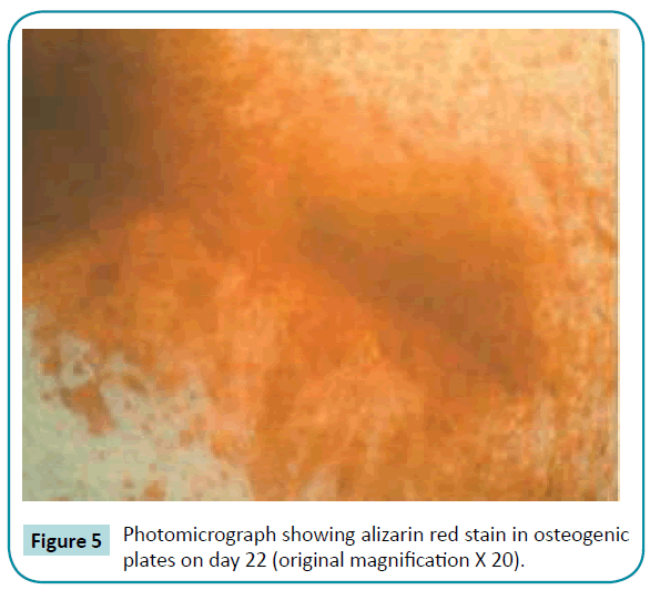 biomedical-sciences-osteogenic-plates