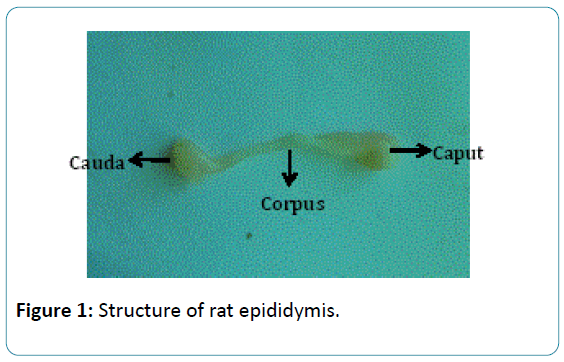 biomedical-sciences-rat-epididymis