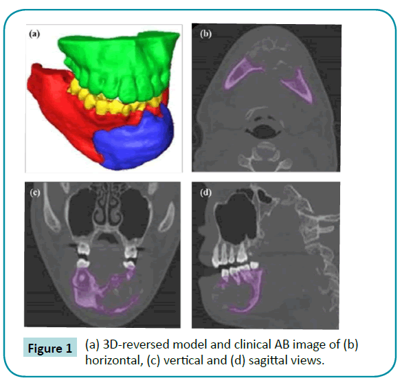 biomedical-sciences-sagittal-views