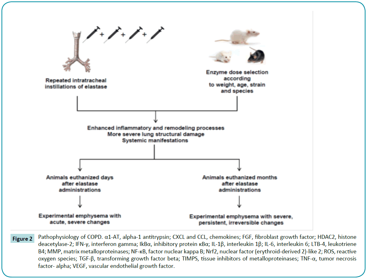 biomedical-sciences-vascular-endothelial