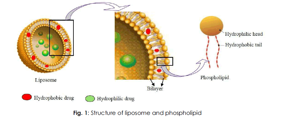 drug-delivary-liposome-phospholipid