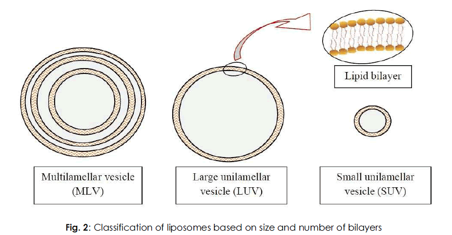 drug-delivary-number-bilayers