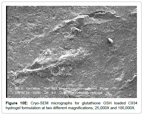 drug-development-research-Cryo-SEM