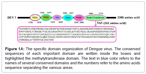 drug-development-research-Dengue-virus