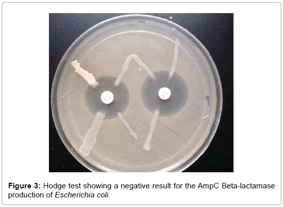 drug-development-research-Hodge-Test-negative