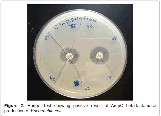 drug-development-research-Hodge-Test-showing