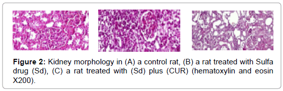 drug-development-research-Kidney-morphology