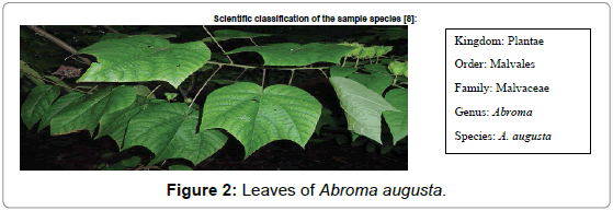 drug-development-research-Leaves-Abroma-augusta