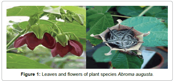 drug-development-research-Leaves-flowers-plant