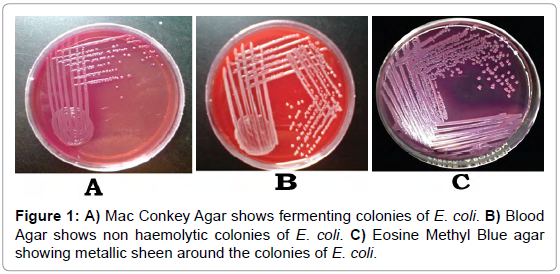 drug-development-research-Mac-Conkey-Agar