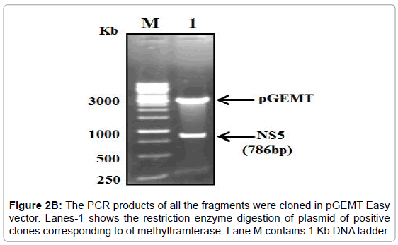 drug-development-research-fragments