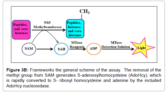 drug-development-research-general-scheme