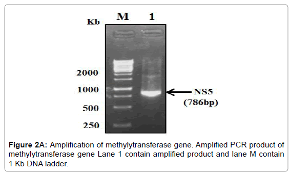 drug-development-research-methylytransferase