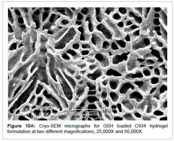 drug-development-research-micrographs