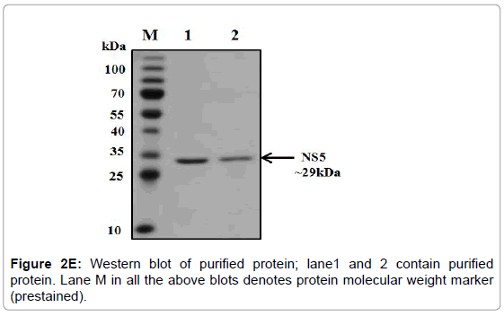 drug-development-research-molecular-weight