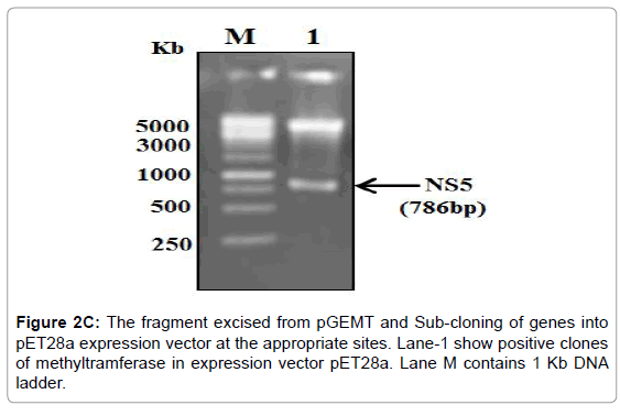 drug-development-research-positive-clones