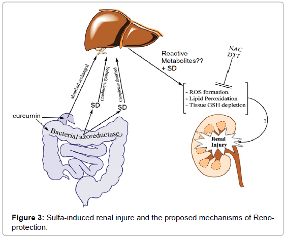 drug-development-research-proposed-mechanisms