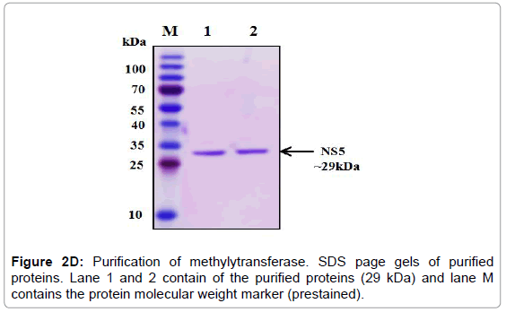 drug-development-research-purified-proteins