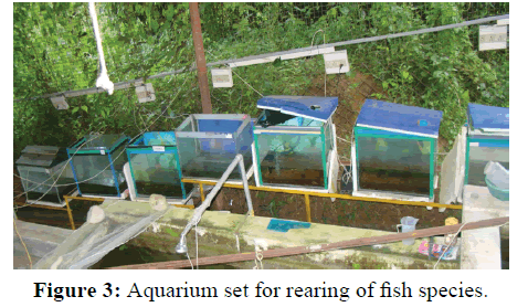 fisheriesscience-Aquarium-set-rearing