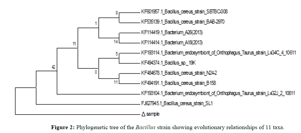 fisheriesscience-Bacillus-strain