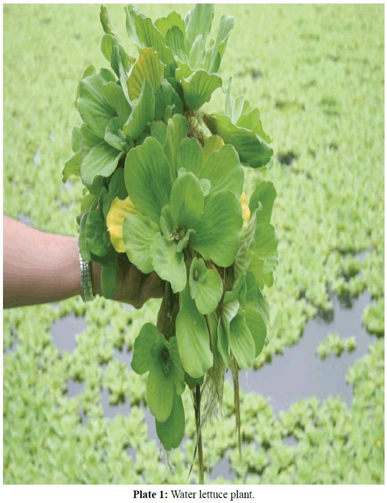 fisheriesscience-Water-lettuce-plant