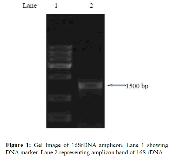 fisheriesscience-amplicon-band