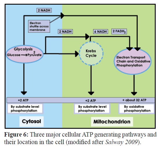 fisheriessciences-ATP-generating-pathways