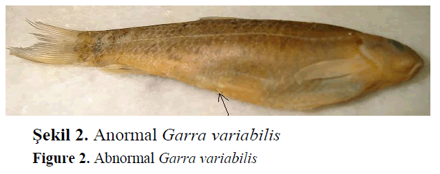 fisheriessciences-Abnormal-Garra