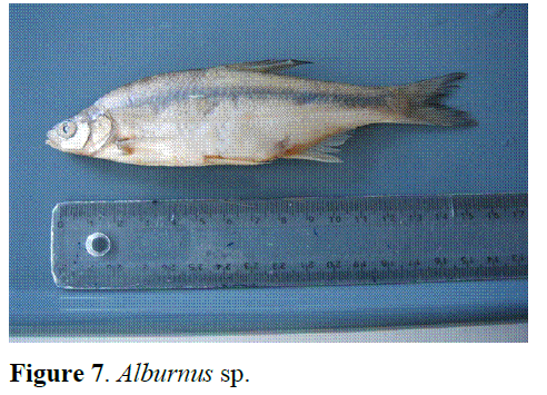 fisheriessciences-Alburnus