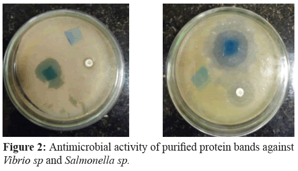 fisheriessciences-Antimicrobial-activity