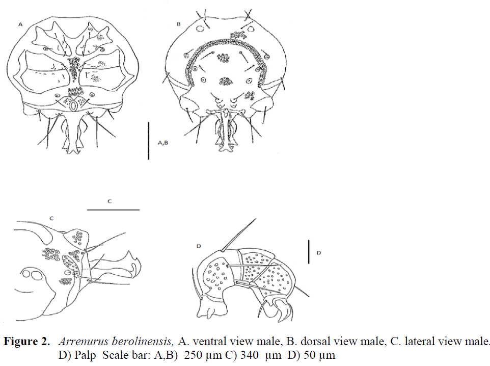 fisheriessciences-Arrenurus-berolinensis