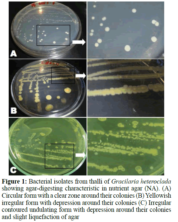 fisheriessciences-Bacterial-isolates