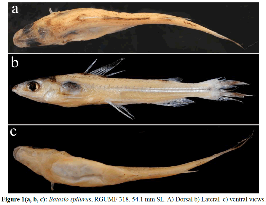 fisheriessciences-Batasio-spilurus