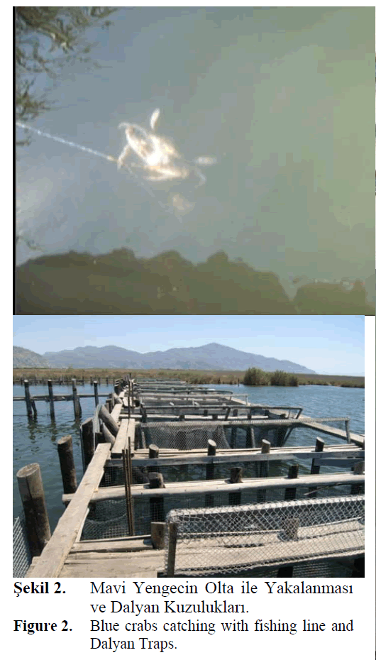 fisheriessciences-Blue-crabs-catching