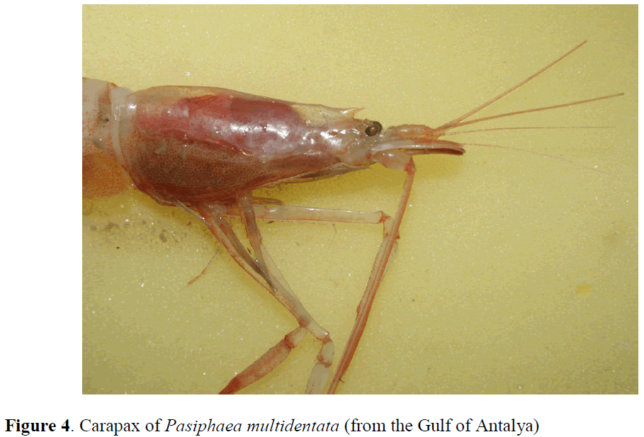 fisheriessciences-Carapax-Pasiphaea