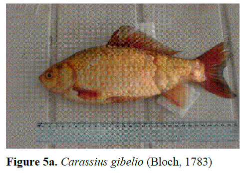 fisheriessciences-Carassius