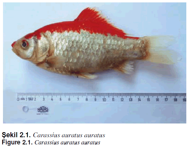 fisheriessciences-Carassius-auratus