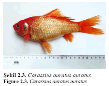 fisheriessciences-Carassius-auratus