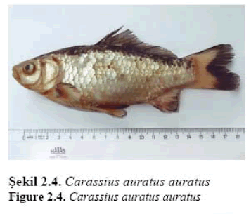 fisheriessciences-Carassius-auratus