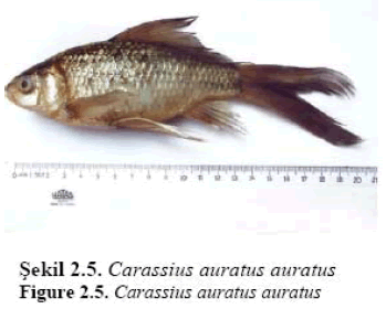 fisheriessciences-Carassius-auratus