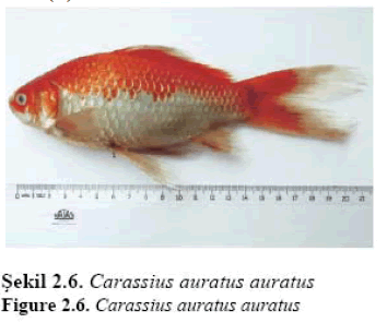 fisheriessciences-Carassius-auratus
