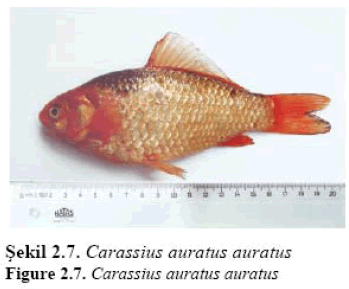 fisheriessciences-Carassius-auratus