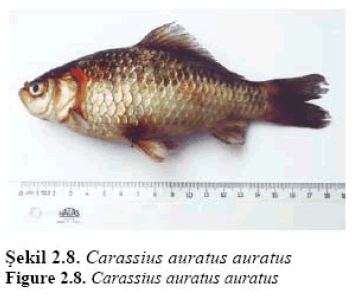 fisheriessciences-Carassius-auratus