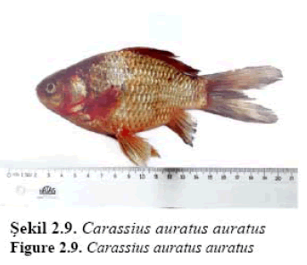 fisheriessciences-Carassius-auratus