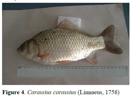 fisheriessciences-Carassius-carassius