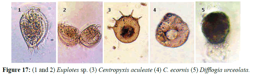 fisheriessciences-Centropyxis-aculeate